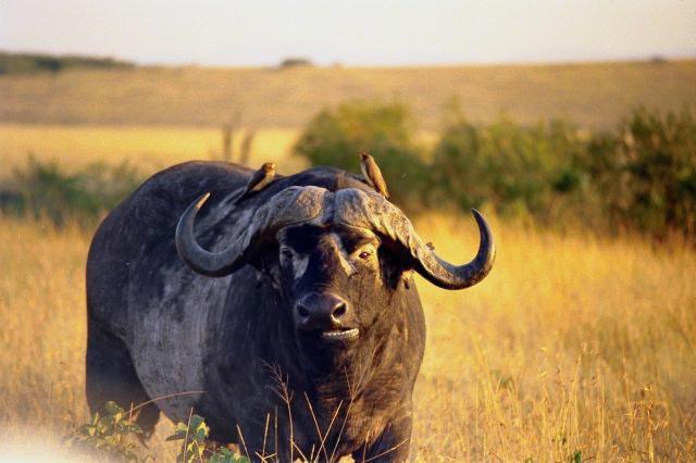 Cape Buffalo