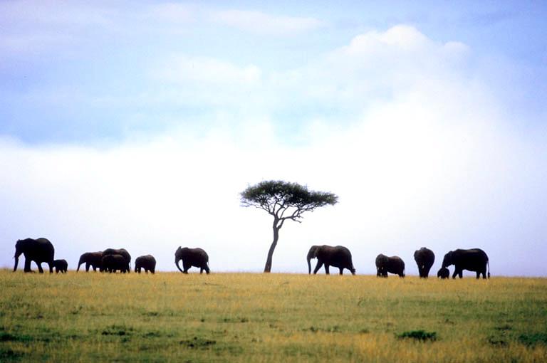 Elephant Herd
