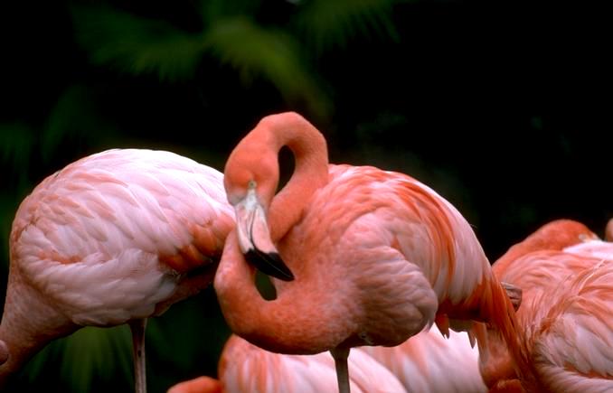 Flamingo