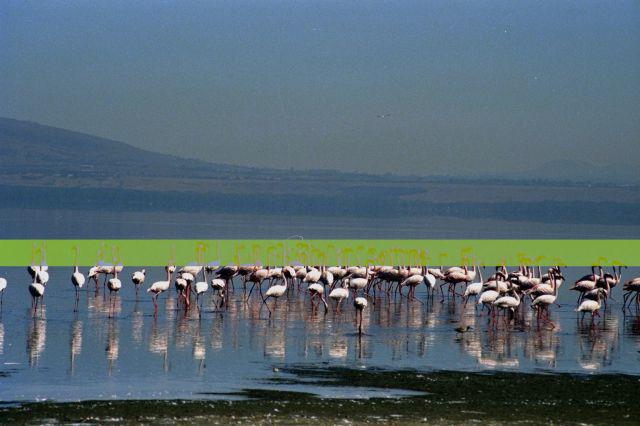 Flamingoes