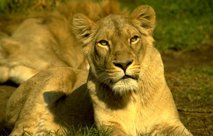Lioness