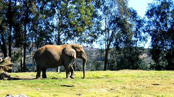 African Elephant