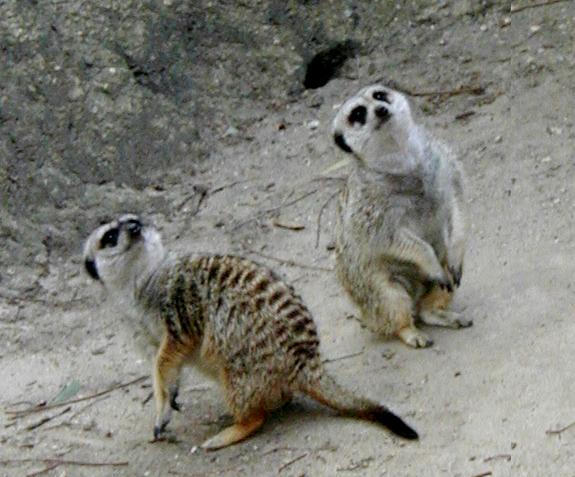 Meerkats