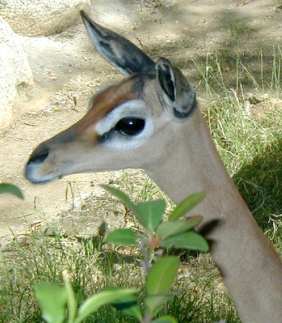 Gerenuk Antelope