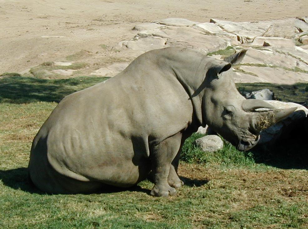 sitting rhino