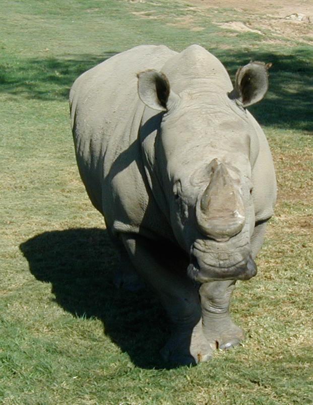 White Rhino