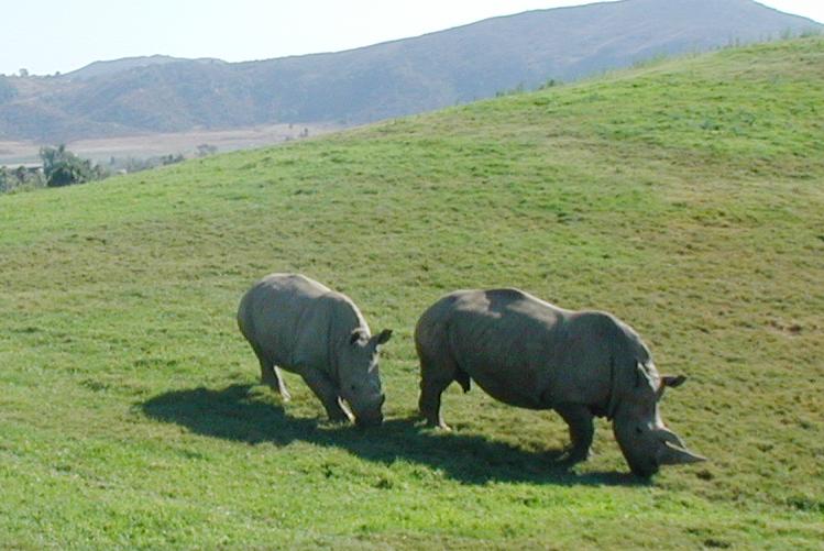 Rhinos