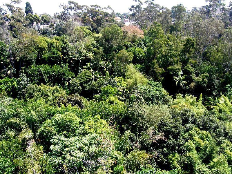 Jungle