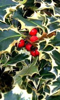 Holly and Ivy