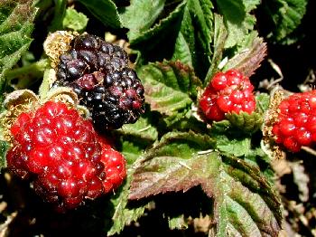 	Blackberries