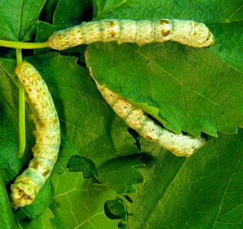 Silkworms