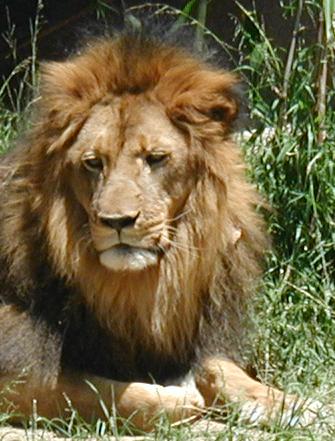 Male Lion