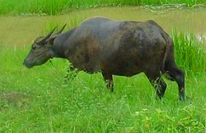 Water Buffalo